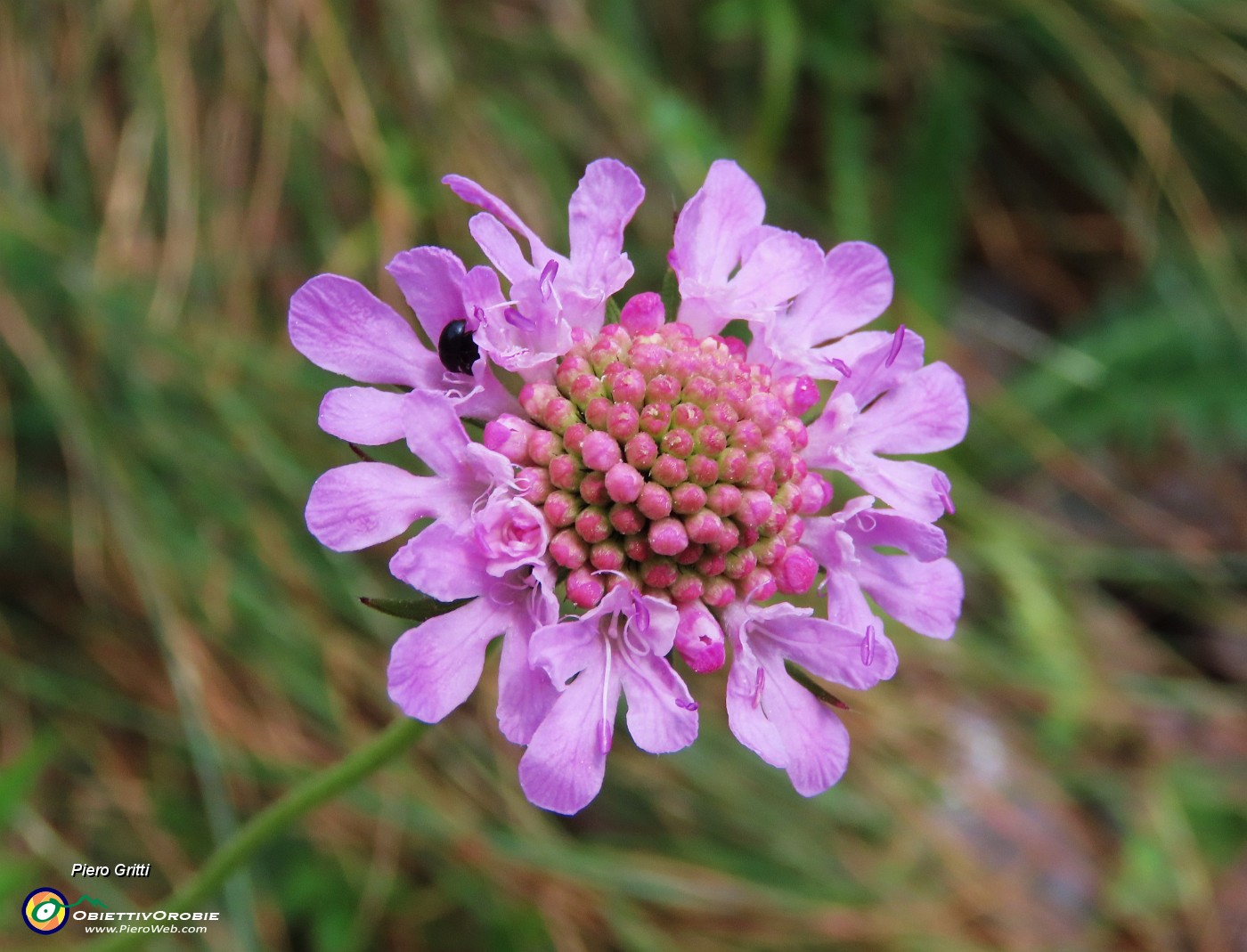 29 Finalmente un bel fiore di Scabiosa.JPG